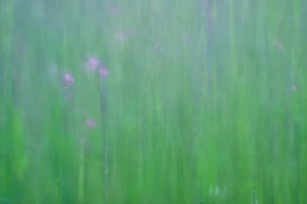 Blurred. Natural background of green grass with flowers through a soft lens. — Stock Photo, Image