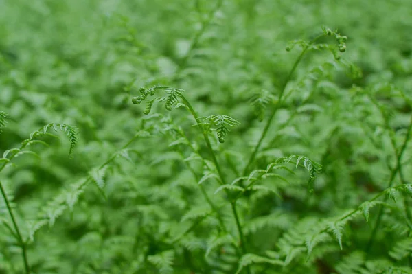 Brotes Jóvenes Con Hojas Helecho Verde Retorcido Fondo Natural —  Fotos de Stock