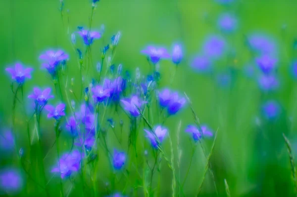 模糊的。蓝色的蓝铃花生长在绿色的草地上.摘要自然背景. — 图库照片