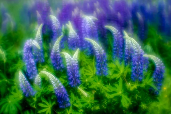 模糊的。蓝色的卢平花，顶部为白色，生长在一片绿色的草地上. — 图库照片