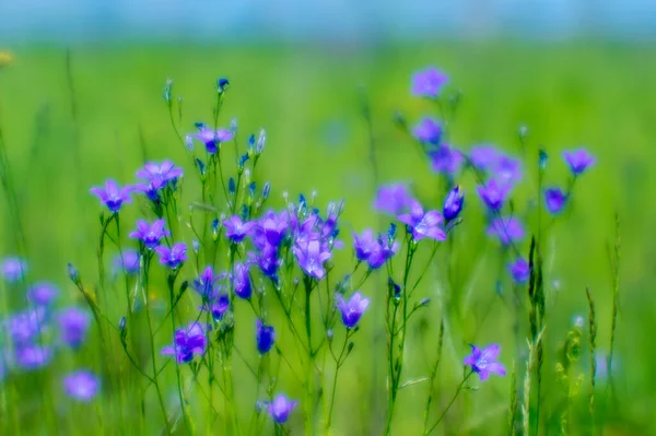 Bulanık Mavi Bluebell Çiçekleri Yeşil Bir Çayırda Yetişir Soyut Doğal — Stok fotoğraf