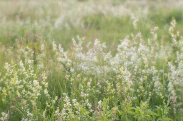 Desfocado. Prado de verão florescendo selvagem na névoa natural da lente macia. Fundo natural . — Fotografia de Stock