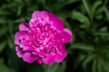 Bulanık. Bitkinin koyu yeşil yapraklarının arka planında yakın plan pembe şakayık çiçeği. Doğal arkaplan