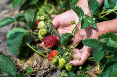 Dişi çiftçiler, yakın plan yeşil çalılardan çilek topluyor. Geçmişi. Sağlıklı tarım ürünleri kavramı