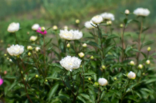 Arbusto Peonías Blancas Sobre Lecho Flores Neblina Lente Suave Fondo —  Fotos de Stock