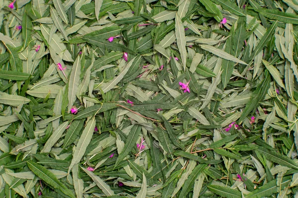 Textura Hojas Verdes Iván Con Flores Rosadas Dispersas Antecedentes Vista —  Fotos de Stock