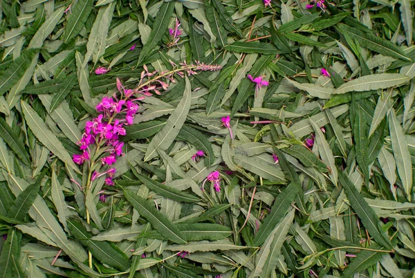 Texture Green Leaves Ivan Tea Branch Pink Flowers Background View — Stock Photo, Image