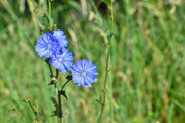 Blauwe Cichorei Bloem Close Een Tak Achtergrond Met Andere Bloemen — Stockfoto