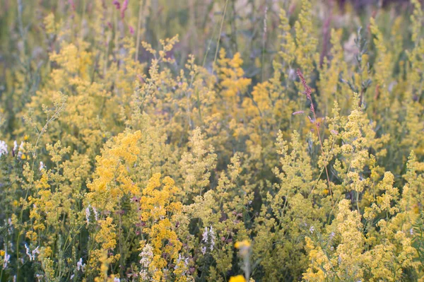 En blommande äng i full blom av olika gräs i sommarskymningen. Naturlig bakgrund — Stockfoto