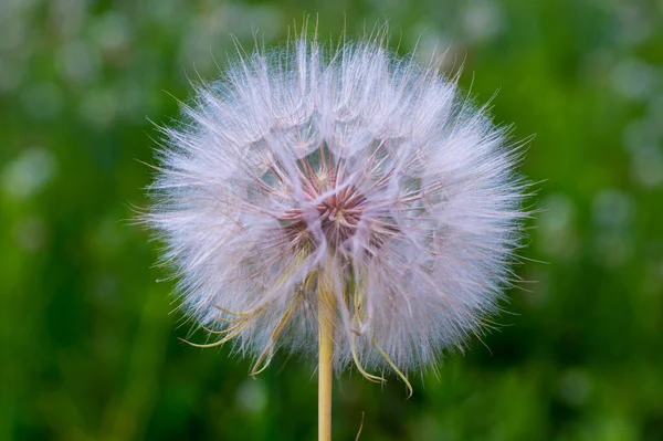 Ein großer weißer Löwenzahn einer Schwarzwurzel in Nahaufnahme vor dem Hintergrund einer verschwommenen grünen Wiese — Stockfoto