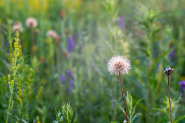 Yazın alacakaranlıkta çiçek açmış yeşil bir çayır. Önünde beyaz tüylü bir karahindiba var. — Stok fotoğraf