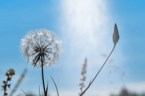 Ein großer weißer Löwenzahn in einem natürlichen Strom von Sonnenlicht vor einem klaren blauen Himmel. Konzept der Freude, die Sonne zu begrüßen — Stockfoto