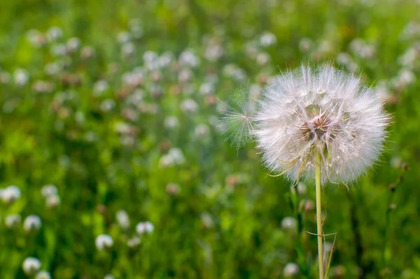 Ein großer weißer Löwenzahn einer Schwarzwurzel in Nahaufnahme vor dem Hintergrund einer blühenden grünen Wiese. — Stockfoto