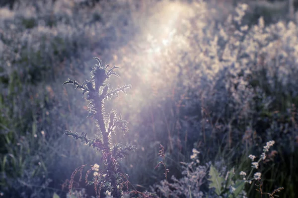 La planta espinosa se estira y disfruta del sol en el flujo natural de luz. Fondo natural. El concepto de cambio de humor —  Fotos de Stock