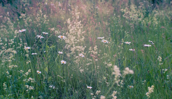 Blommande grön äng med vita prästkragar i sommarskymningen. Naturlig bakgrund. — Stockfoto