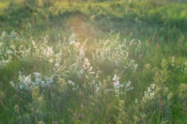 Oklar. Vild blommande sommaräng i den naturliga dimman av mjuk lins. Naturlig bakgrund. — Stockfoto