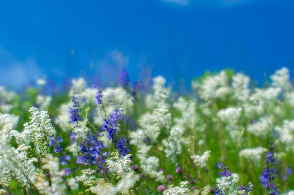 Rozmazaný. Modré a bílé květy zblízka na zelené letní louce proti modré obloze za slunečného letního dne. — Stock fotografie
