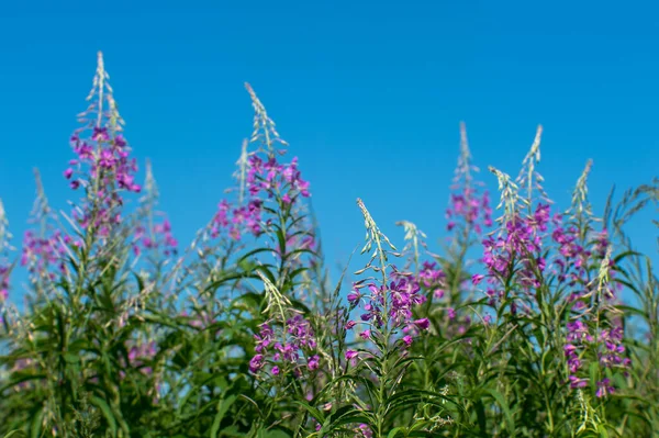 蓝蓝的蓝天背景下的伊凡茶粉红的花朵. — 图库照片