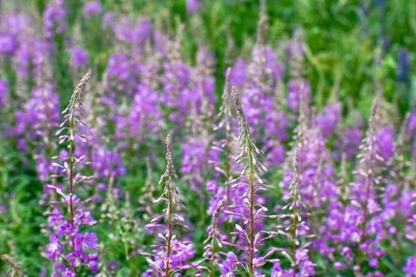 Flores rosadas de té Iván sobre un fondo de hojas verdes brillantes. Fondo natural — Foto de Stock