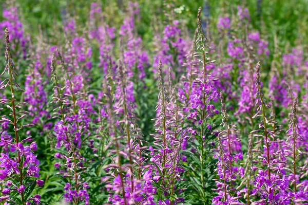 Roze bloemen van Ivan thee op een achtergrond van felgroene bladeren. Natuurlijke achtergrond — Stockfoto