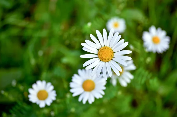 White Daisy close - up against the background of other daisies and green leaves. The view from the top. Background.