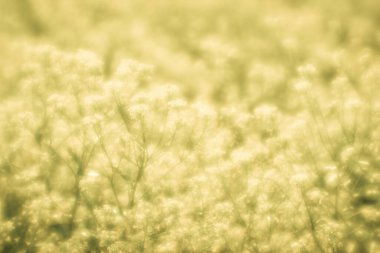 Görüntü. Çok güçlü bir yumuşak etki ve bireysel detaylar üzerinde zar zor anlaşılabilir keskinlik. Sarı kolza tohumu çiçekleri Yumuşak lenslerin güneşli sisinde.