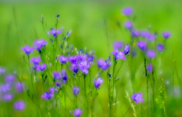 Sfocato Fiori Bluebell Rosa Crescono Prato Verde Sfondo Naturale Astratto — Foto Stock