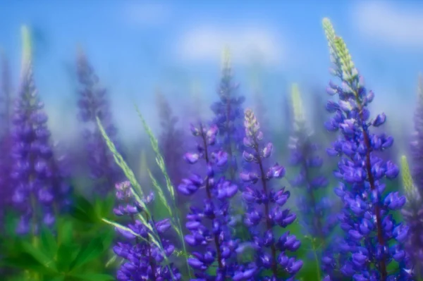 Mavi Lupin Çiçek Açan Yeşil Çayırlar Mavi Gökyüzünün Arka Planında — Stok fotoğraf