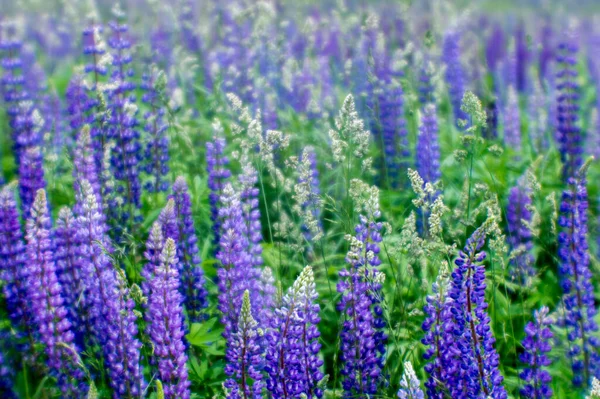 在绿草丛生的草地上 郁郁葱葱地绽放着淡紫色的特写 自然背景 — 图库照片