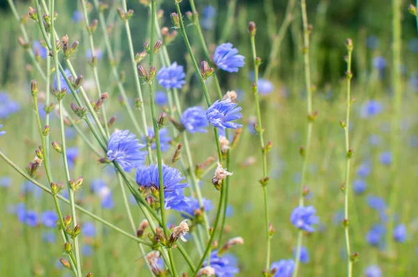 Fiori Cicoria Blu Primo Piano Verso Sole Sullo Sfondo Prato — Foto Stock