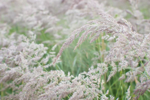 Erba Verde Con Racemi Fioriti Orecchie Beige Una Luce Morbida — Foto Stock