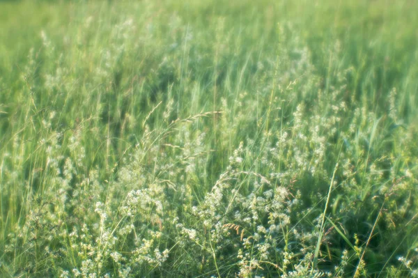 햇살에 솜털같은 여름푸른 — 스톡 사진