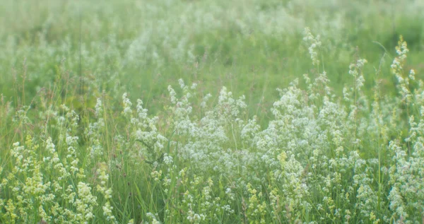 Sabah Güneşinde Kabarık Beyaz Çiçekli Yaz Yeşili Çayır Arkaplan — Stok fotoğraf