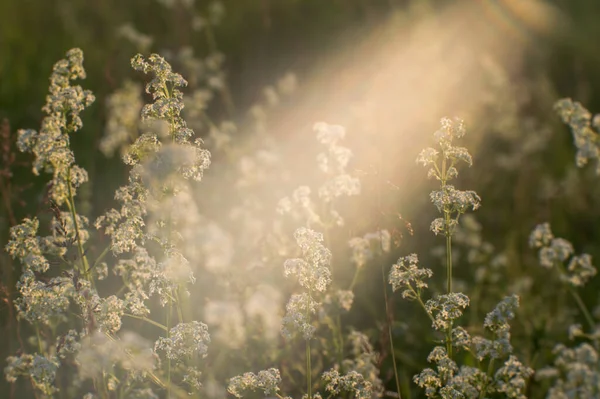 Summer meadow with fluffy white flowers in the flow of natural sunlight. Background.
