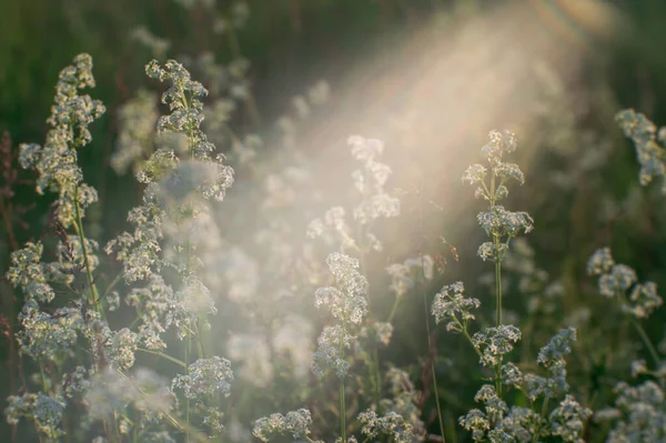 Sommaräng Med Fluffiga Vita Blommor Flödet Naturligt Solljus Bakgrund — Stockfoto