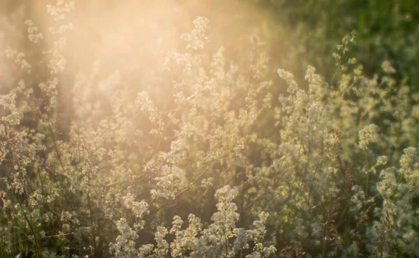 Sommaräng Med Fluffiga Vita Blommor Flödet Naturligt Solljus Bakgrund — Stockfoto