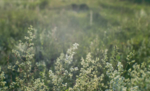 Sommar Grön Äng Med Fluffiga Vita Blommor Morgonsolen Bakgrund — Stockfoto