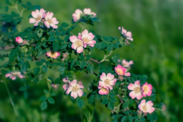 模糊的软镜头 一片盛开的蔷薇枝叶映衬着夏日草甸的翠绿 自然背景 — 图库照片