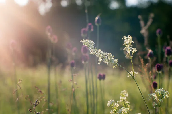 멀었어 여름의 초원에 솜털같은 꽃들이 햇살을 받으며 가까이 있습니다 — 스톡 사진