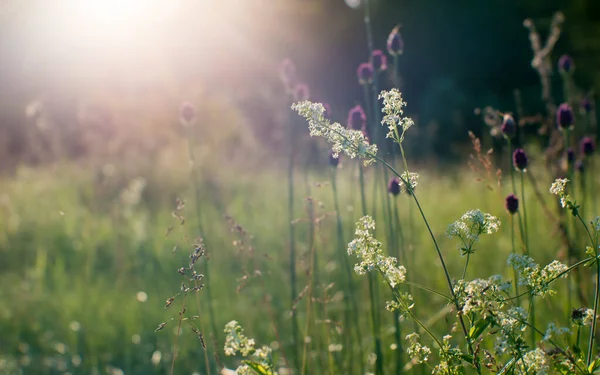 멀었어 여름의 초원에 솜털같은 꽃들이 햇살을 받으며 가까이 있습니다 — 스톡 사진