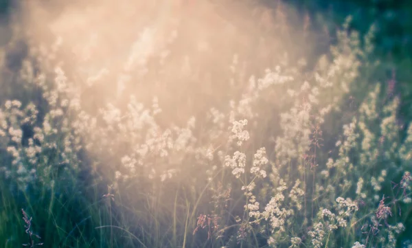 Desenfoque Pradera Verano Con Flores Blancas Esponjosas Flujo Luz Natural —  Fotos de Stock