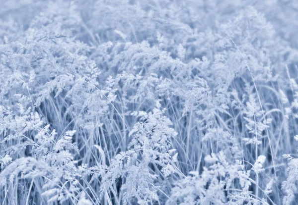 Flauschige Bürstenohren Aus Wildem Gras Leichtem Dunst Und Gleichmäßigem Hellblauem — Stockfoto