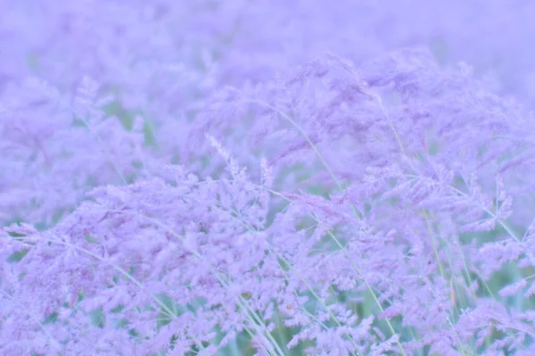 Blurs Chlupaté Béžové Střapce Uší Divoké Trávy Zářících Kapkách Rosy — Stock fotografie