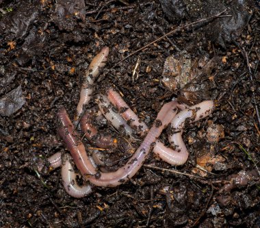 Nemli ve yağlı topraklarda birkaç büyük solucan..