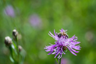 Pembe çiçekli bir arı, bulanık yeşil bir çayırın arka planında nektar toplar. Arkaplan