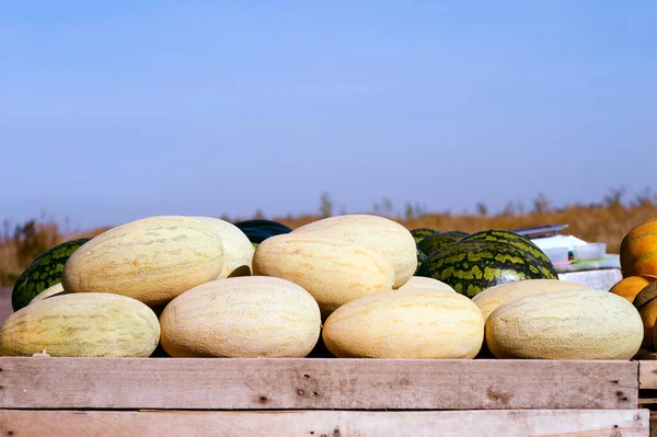 Filas Melones Ovalados Sandías Rayas Verdes Remolque Cielo Azul Antecedentes — Foto de Stock