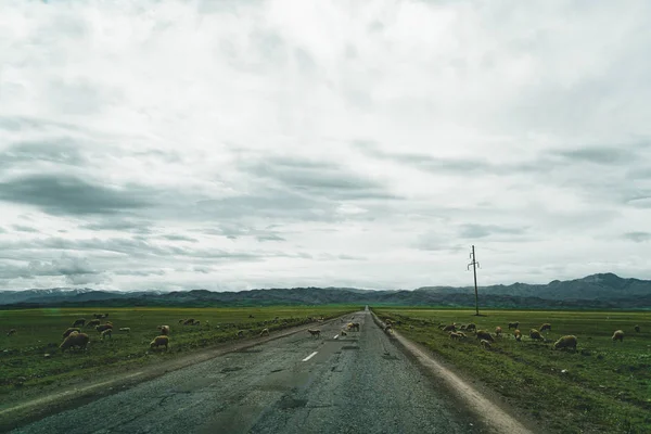 Snelweg straat leeg met groen uitzicht op de Steppe van Kazachstan — Stockfoto