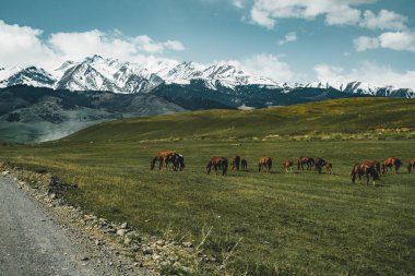 Kazakistan Orta Asya bozkır sokakta arka plan, Tian Shan dağlarında ile atlar