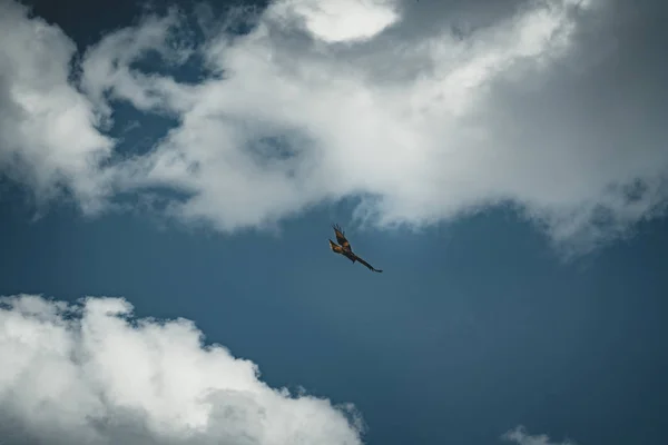 Águia Careca voando sobre o céu azul e nuvens — Fotografia de Stock