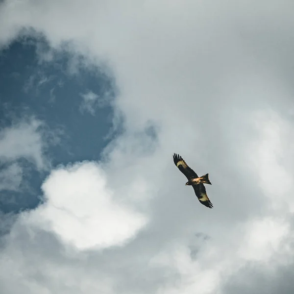 Águia Careca voando sobre o céu azul e nuvens — Fotografia de Stock